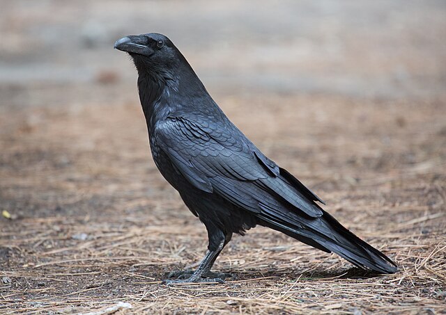 Why I Chose Corvids for My Website