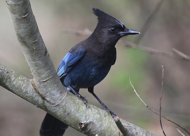 Picture of a Stellar's Jay